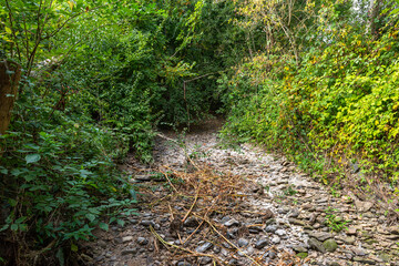 Dry stream in a hot summer