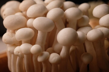 White Shimeji Mushroom is a species of edible mushroom, Hypsizygus tessellatus , native to East...