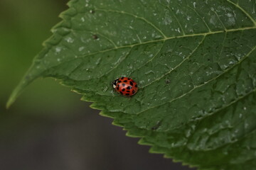 Ladybug on a Wet Green Leaf macro