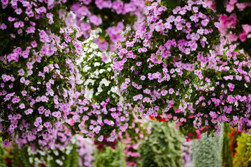flowers in a garden, flowers