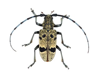 Close up of a Rosalia alpina beetle with gray-blue legs and antennae on white background