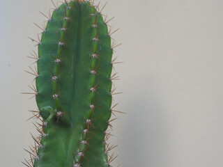 Big cactus in a pot placed against a white house wall for a minimalist and natural background. Perfect for home decor, modern lifestyle