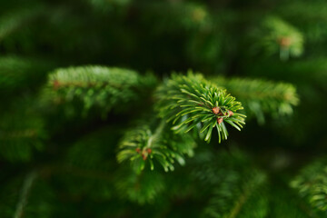 Closeup shot of spruce tree indoor, ready to be decorated as a christmas tree