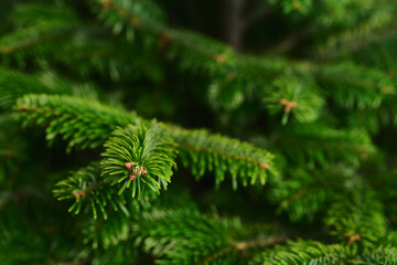 Closeup shot of spruce tree indoor, ready to be decorated as a christmas tree