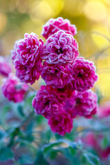 A bunch of pink flowers with frost on them