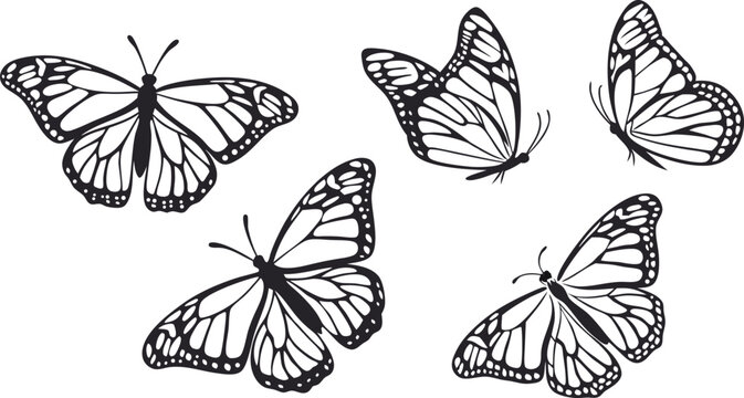 Elegant butterflies flying gracefully, a symbol of transformation and beauty, perfect for spring designs and nature-inspired projects, originally vector graphics