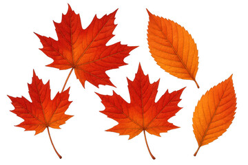 Autumn leaves falling, including red maple and orange elm foliage, displaying vibrant seasonal colors on a transparent background
