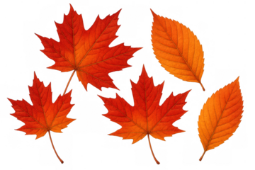 Autumn leaves falling, including red maple and orange elm foliage, displaying vibrant seasonal colors on a transparent background
