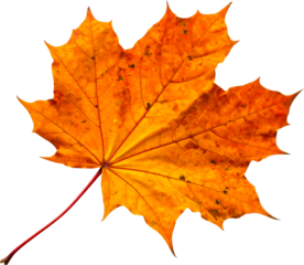 선명한 주황빛의 가을 단풍잎 클로즈업