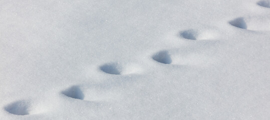 A snow covered ground with a line of footprints