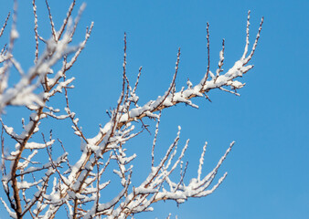 A tree branch covered in snow