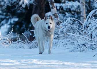A white dog is walking in the snow