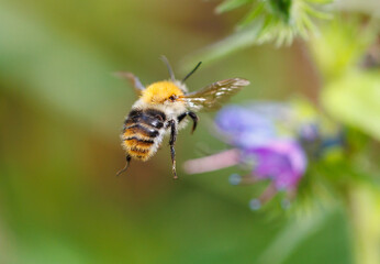 A bee is flying in the air