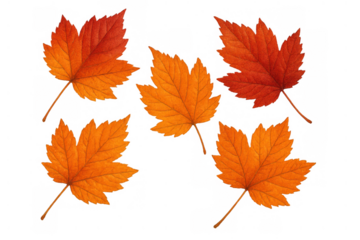 Autumn maple leaves falling, vibrant red and orange foliage signifying the fall season on transparent background