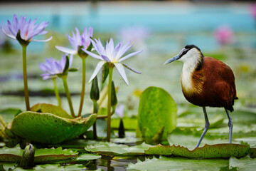 Bird on the pond, Bird
