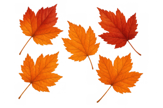 Autumn maple leaves falling, vibrant red and orange foliage signifying the fall season on transparent background