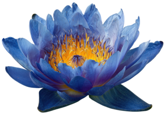Vibrant blue lotus flower, detailed close-up (2)