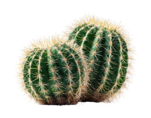 Two small, round cacti, close-up