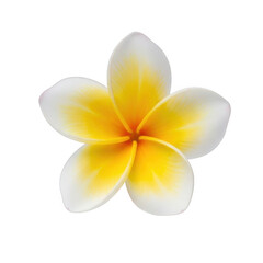 Naklejka premium Yellow and white frangipani flower isolated on transparent background