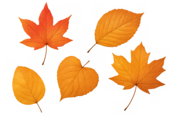 Various autumn leaves showing seasonal changes and colorful fall foliage, isolated against a transparent background
