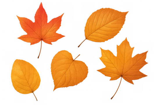 Various autumn leaves showing seasonal changes and colorful fall foliage, isolated against a transparent background