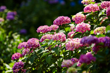 Obraz premium flowers in the garden, flowers