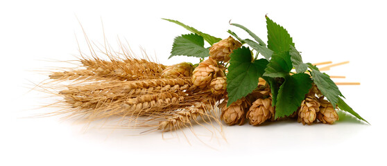 Hop cones and wheat ears isolated on white background