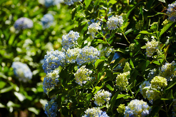 flowers in the garden, flowers