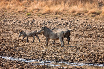 three warthog drinking water from the waterhole at a pond on dry rocky land