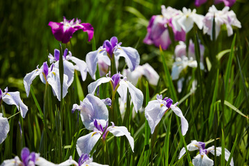 Fototapeta premium wild flowers in the garden
