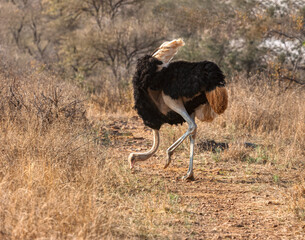 ostrich walking in the african bush, daytime, between shrubs and trees in Botswana