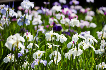 Fototapeta premium wild flowers in the garden
