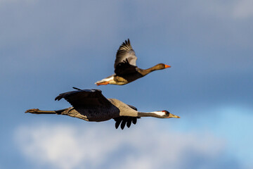 Naklejka premium Kranich (Grus grus)