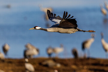 Naklejka premium Kranich (Grus grus)