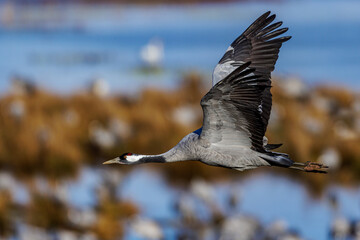 Naklejka premium Kranich (Grus grus)