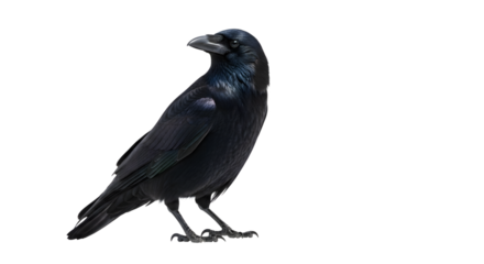 A black rook bird standing on a transparent background isolated on transparent background