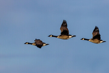 Kanadagans (Branta canadensis)