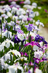 Fototapeta premium wild flowers in the garden