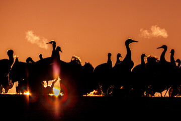 Naklejka premium Kraniche (Grus grus)