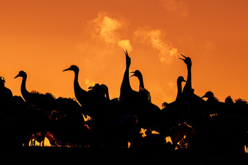 Naklejka premium Kraniche (Grus grus)