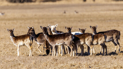 Damwild (Dama dama) © Rolf Müller