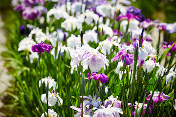 wild flowers in the garden