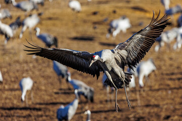 Naklejka premium Kranich (Grus grus)