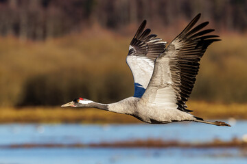Naklejka premium Kranich (Grus grus)