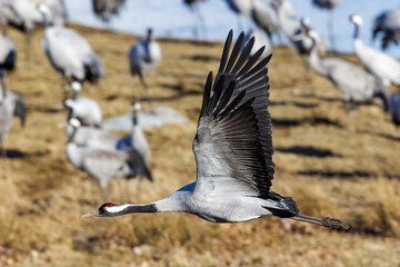 Naklejka premium Kranich (Grus grus)
