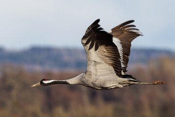 Naklejka premium Kranich (Grus grus)