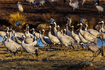 Naklejka premium Kraniche (Grus grus)