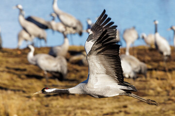 Naklejka premium Kranich (Grus grus)