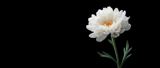 Delicate White Flower on Dark Background Showcasing Natural Beauty and Serenity in Bloom