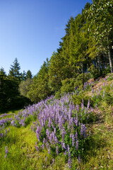 Abundantly flowering Lupines on a Sunny Hillside in Northern California
